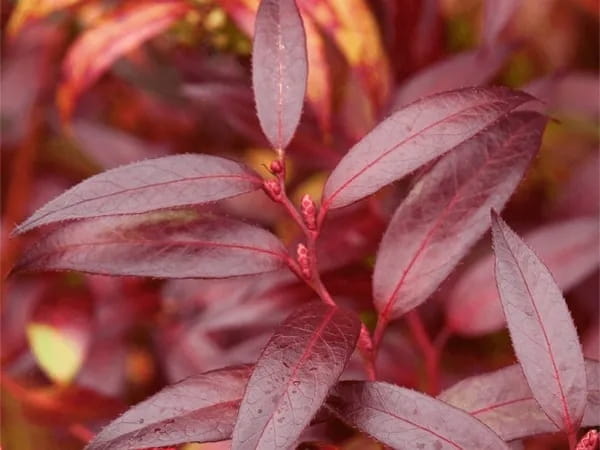 Kiścień ROYAL RUBY