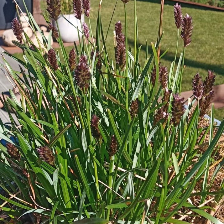 Sesleria HEUFLERA