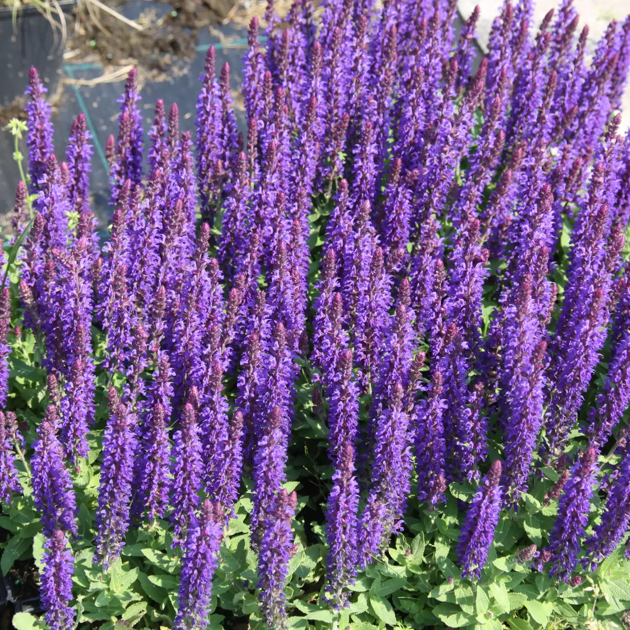 Szałwia omszona BLUE BOUQUETTA
