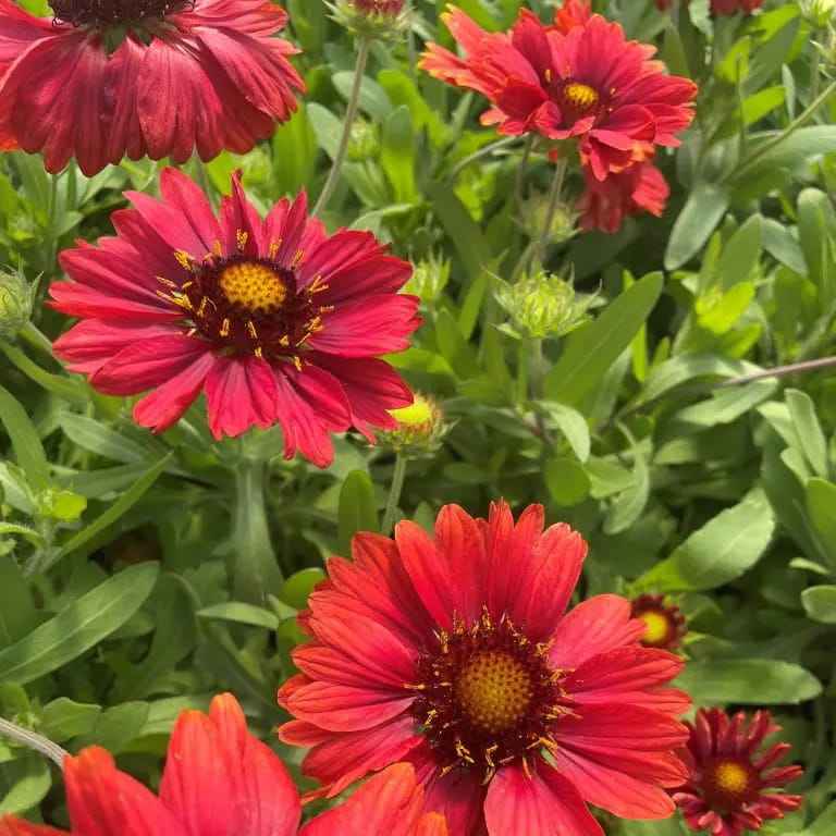 Gailardia MESA RED