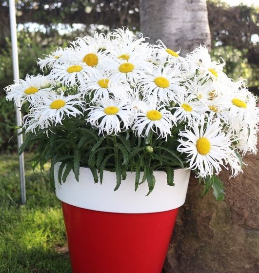Złocień Sweet Daisy Cher