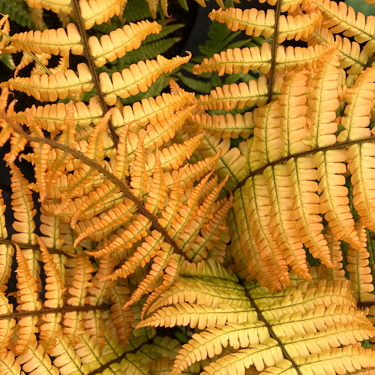 Narecznica Jurrasic Gold