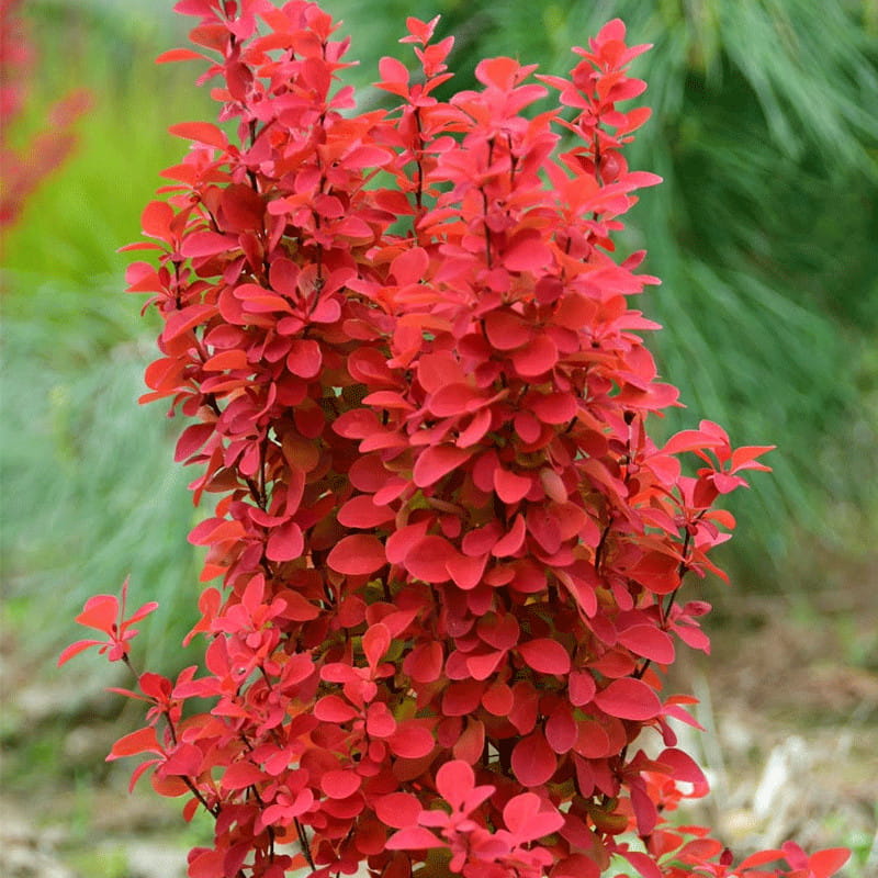 Berberys Thunberga