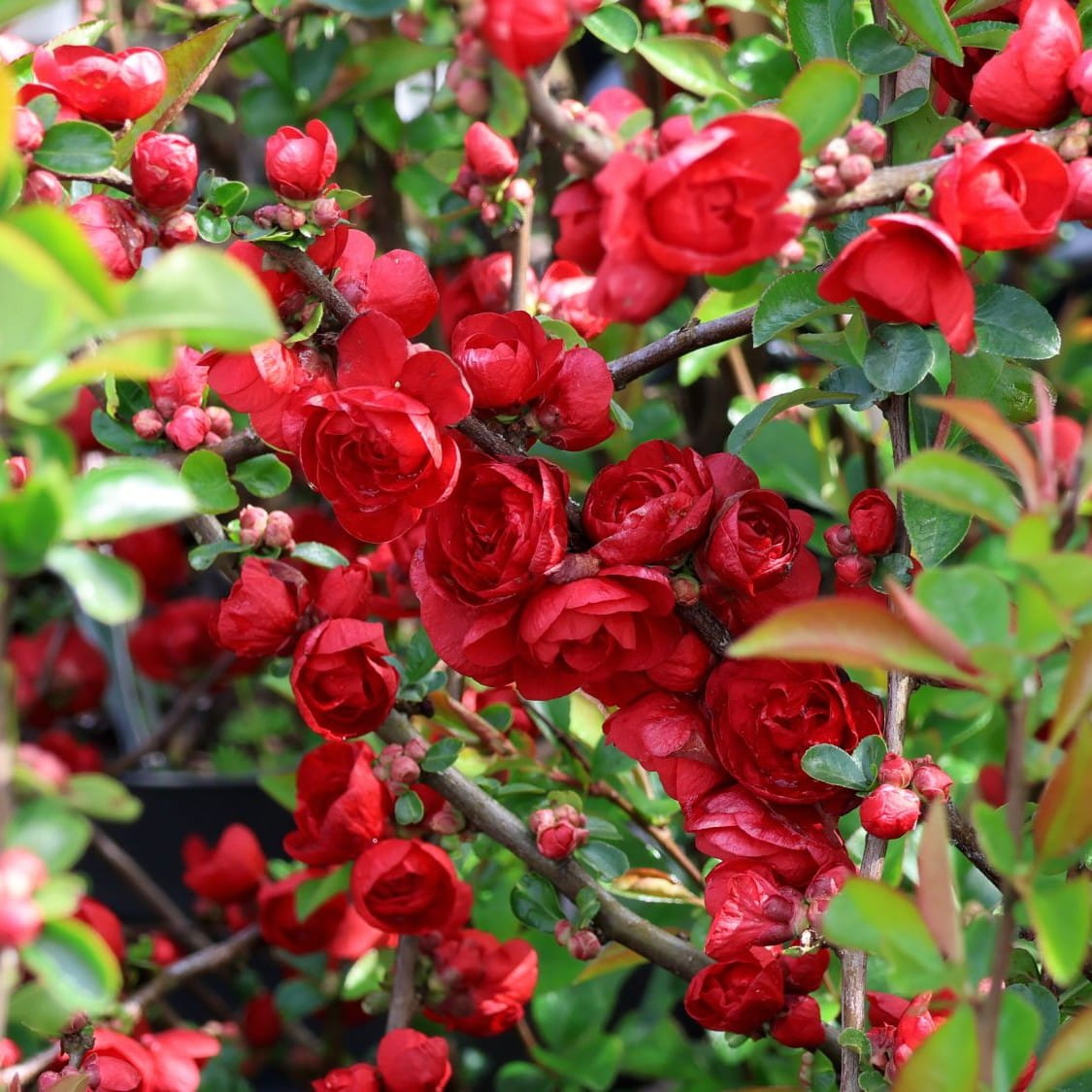 Pigwowiec SCARLET STORM