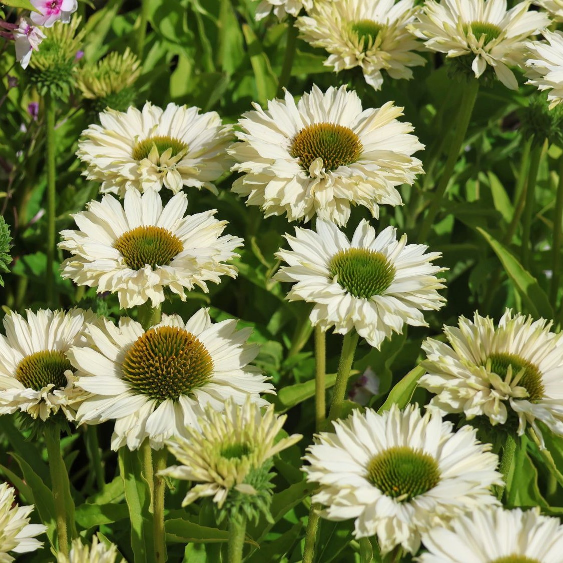 Jeżówka sunseekers WHITE PERFECTION