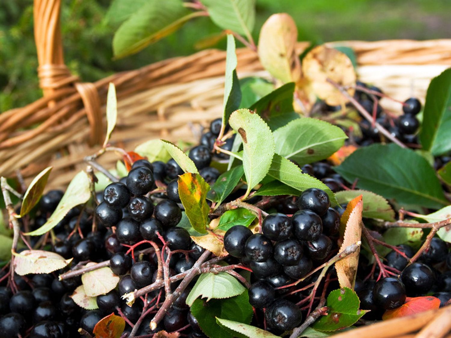 Aronia VIKING