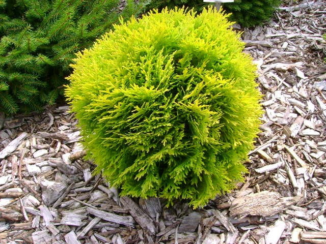 Thuja AMBER GLOW