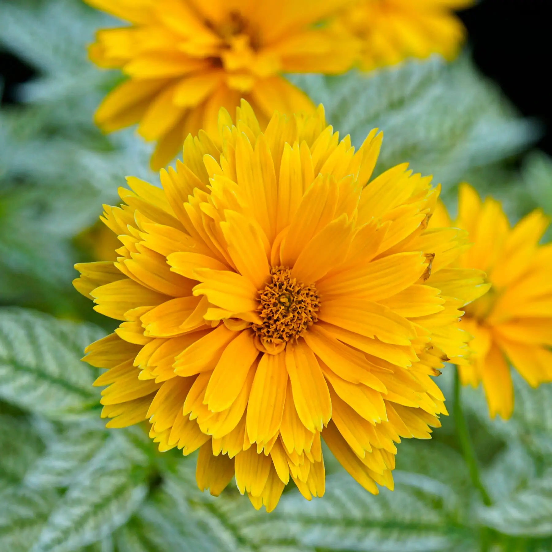 Słoneczniczek DOUBLE SUNSTRUCK