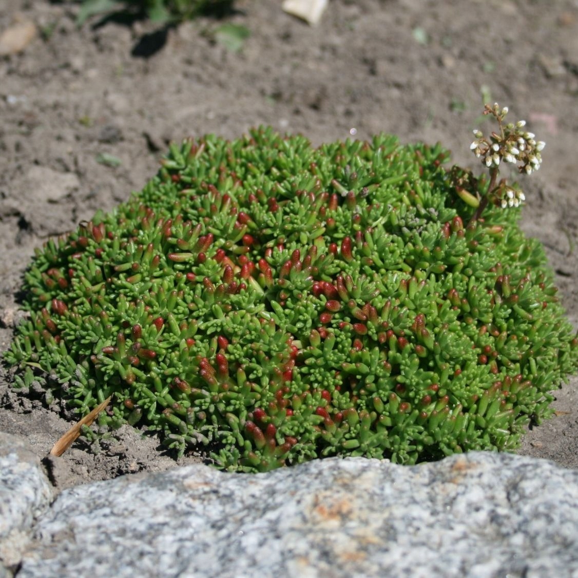 Rozchodnik CORAL CARPET