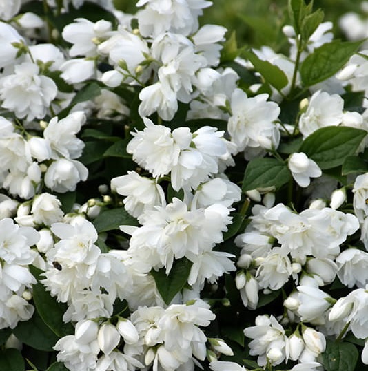 Jaśminowiec 'Snowbelle'