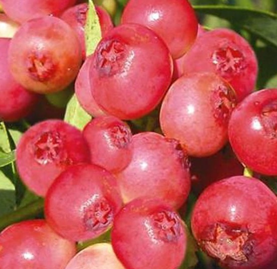 Borówka amerykańska PINK LEMONADE