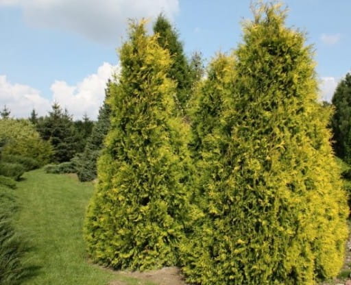 Thuja GOLDEN BRABANT