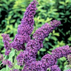 Budleja Dawida BORDER BEAUTY