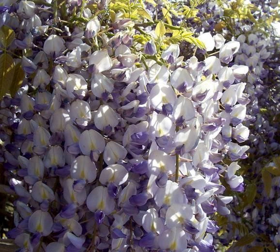 WISTERIA Macrobotrys GLICYNIA KWIECISTA