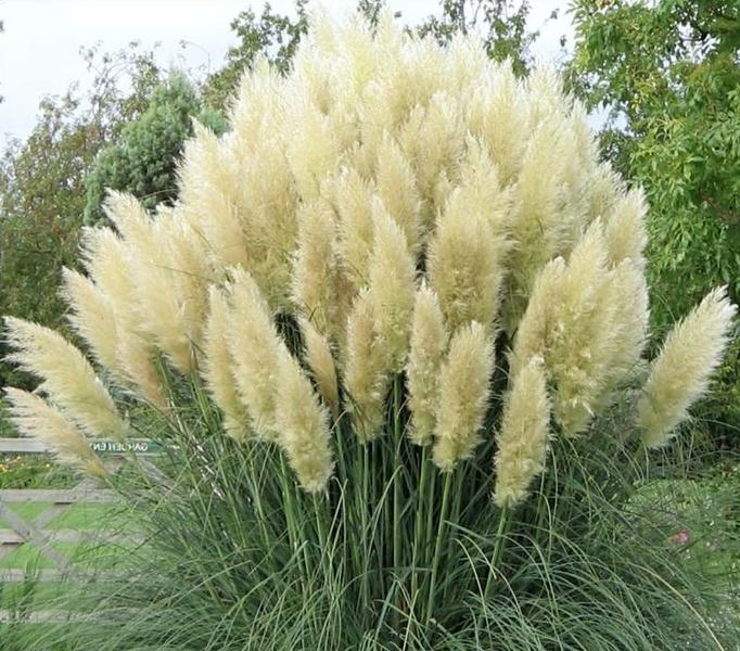 Trawa pampasowa WHITE PLUME
