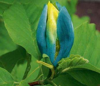 Magnolia BLUE OPAL