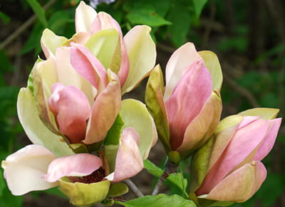 Magnolia WOODSMAN