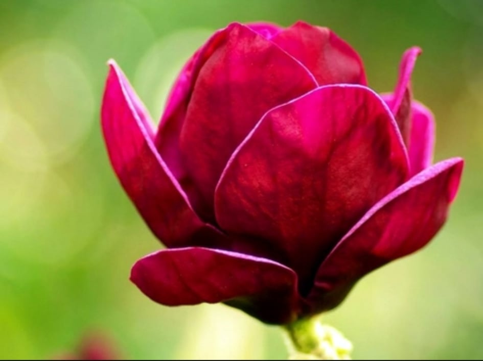 Magnolia czerwona RED AS RED