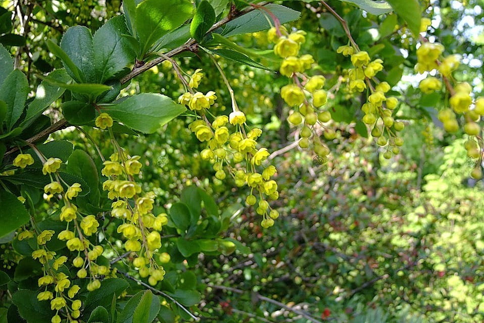 Berberis 'Indian Summer'