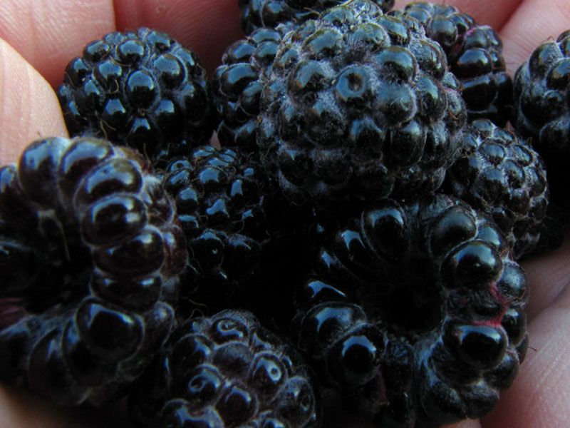 Malina czarna BLACK JAWEL