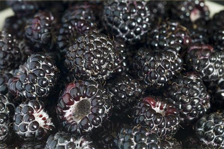 Malina czarna BRISTOL