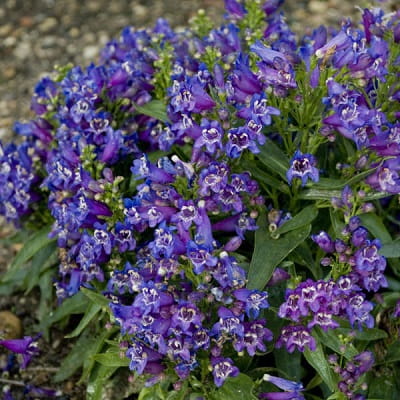 Panstemon pinacolada VIOLET SHADES