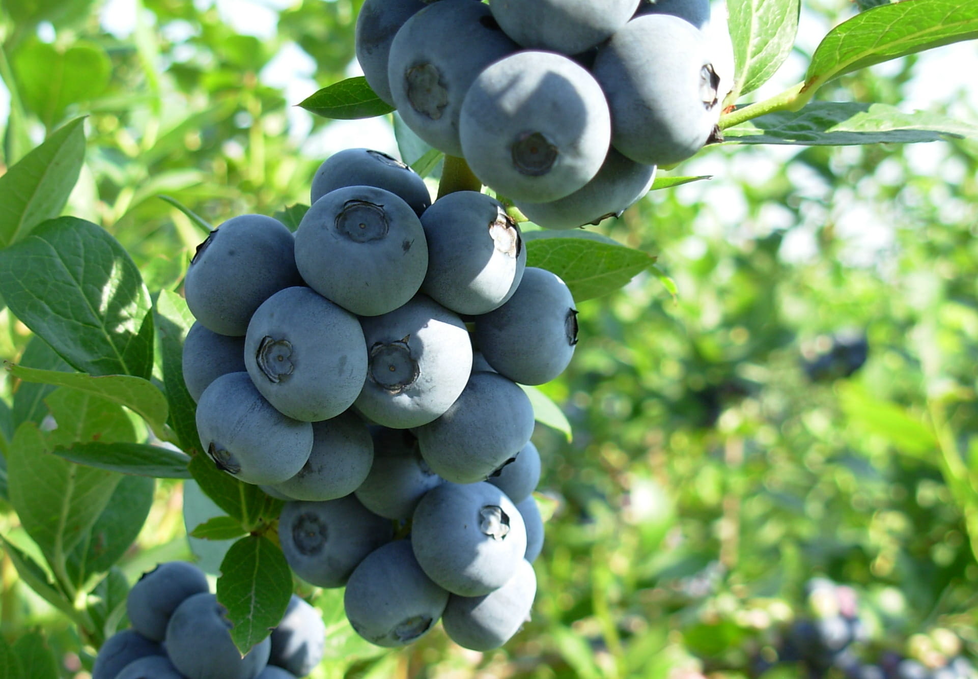 Borówka Amerykańska BRIGITTA