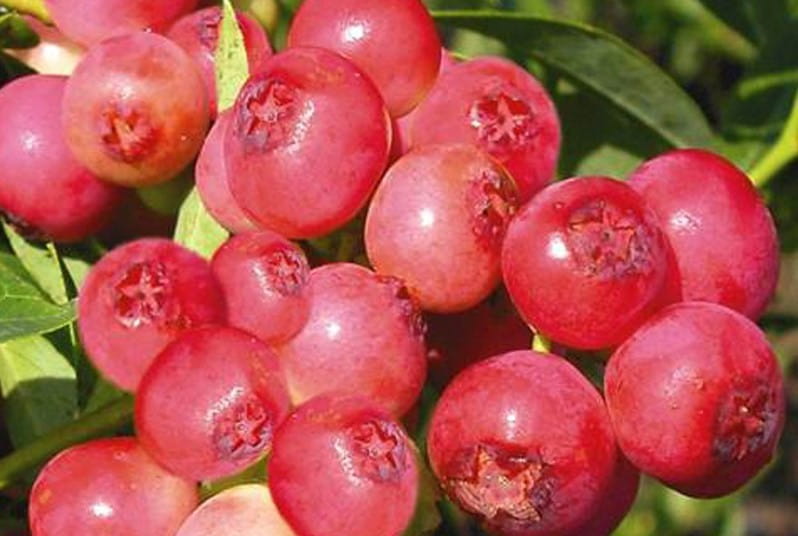 Borówka amerykańska PINK LEMONADE