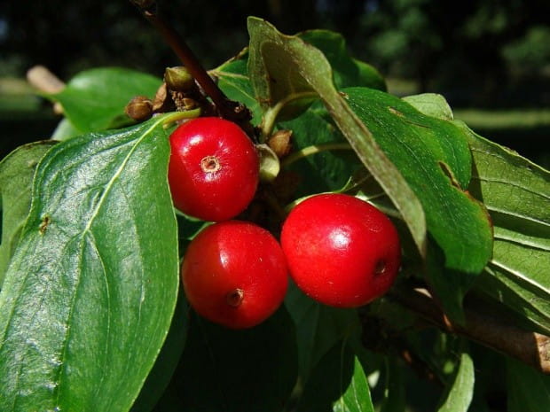 Dereń jadalny CORNUS MAS