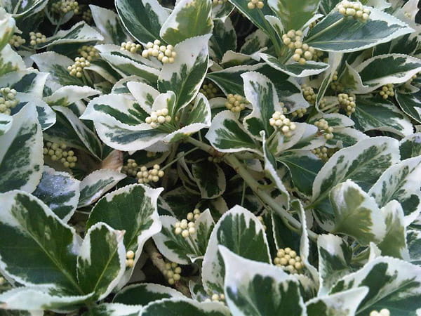 Trzmielina Fortune'a HARLEQUIN