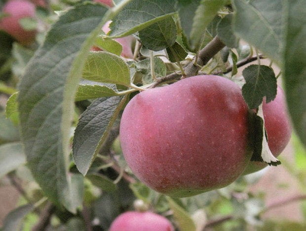 Jabłoń DELIKATES