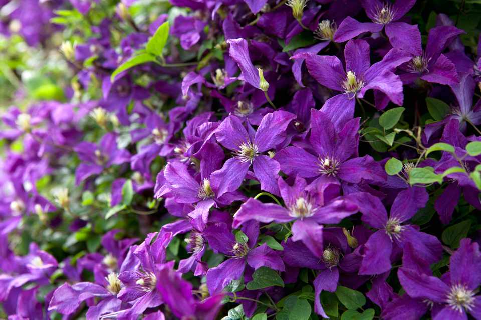 Powojnik CLEMATIS Polish Spirit