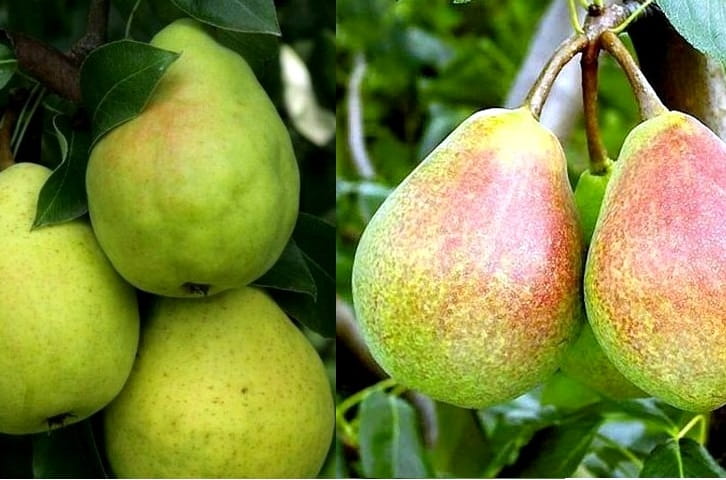 Grusza DUO - LIPCÓWKA i KLAPSA