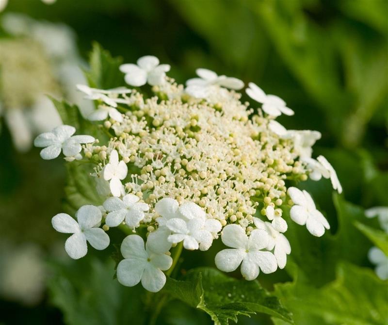 Kalina koralowa XANTHOCARPUM