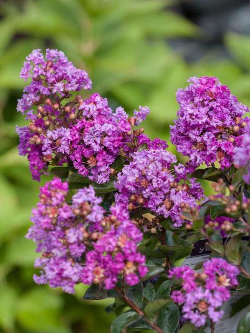 Lagerstroemia indyjska VIOLET FILLI