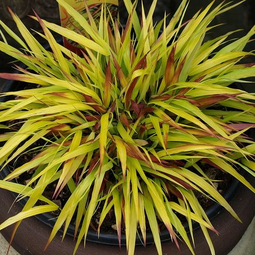 Trawa Hakonechloa smukła SUNFLARE