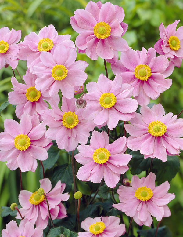 Zawilec Japoński PINK SAUCER