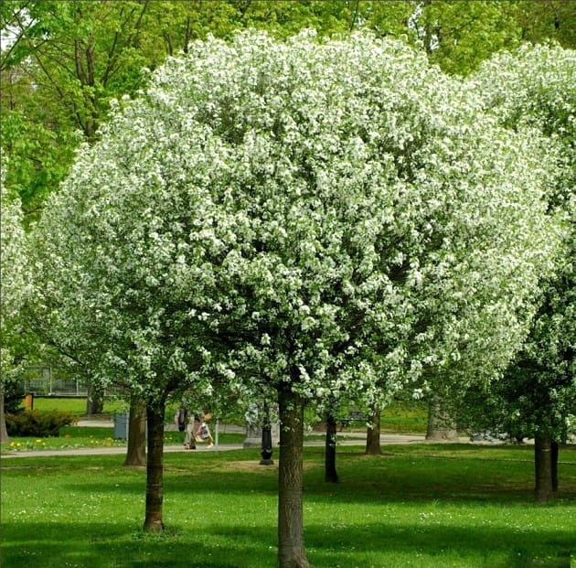 Wiśnia kulista UMBRACULIFERA