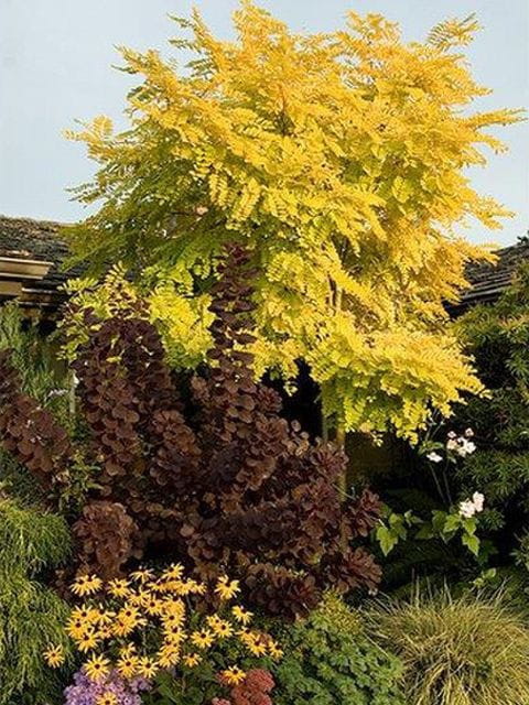 Akacja złota ROBINIA FRISIA