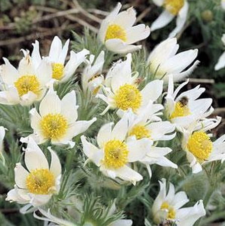 Sasanka Zwyczajna PHINWHEEL WHITE