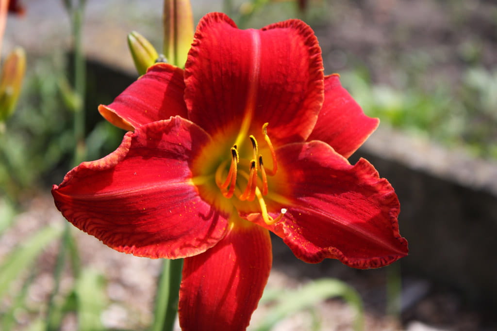 Liliowiec Ogrodowy CRIMSON GLORY