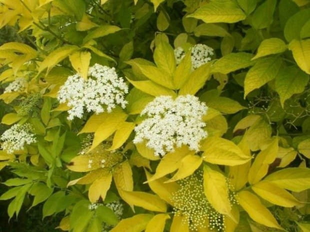 Bez czarny AUREA