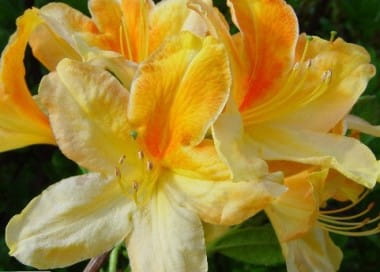 Azalia wielkokwiatowa GOLDEN FLARE