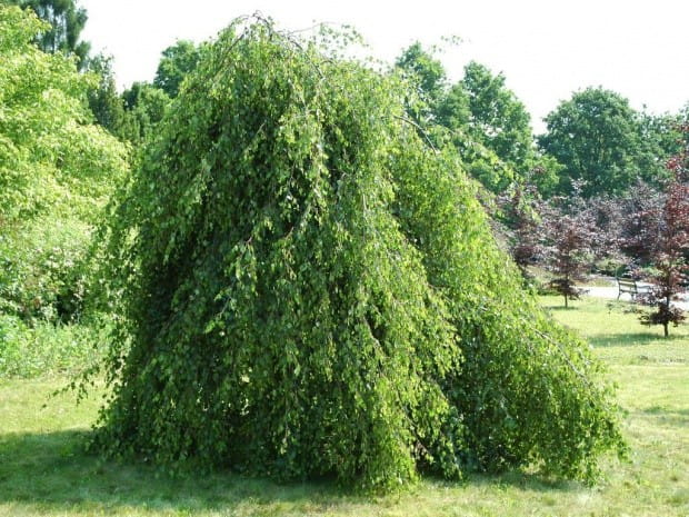 Brzoza YOUNGII Pendula