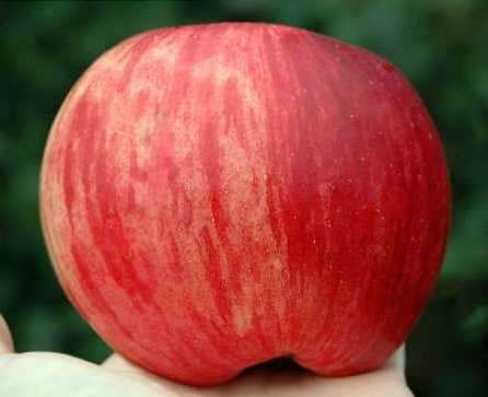 Jabłoń GRAFSZTYNEK