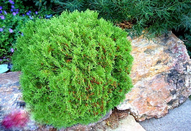  Thuja HOSERI