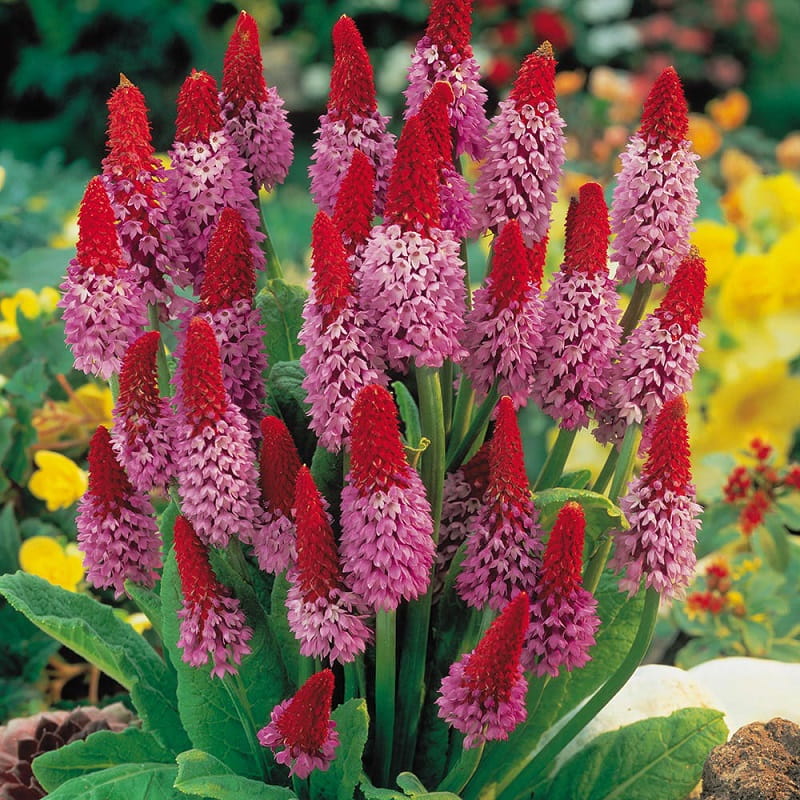 PIERWIOSNEK VIALA RED HOT POKER