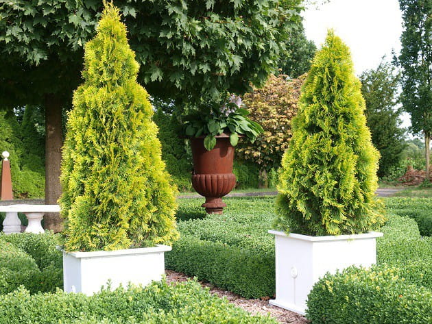Thuja JANED GOLD