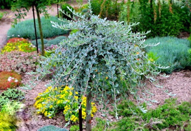 Wierzba ARGENTEA