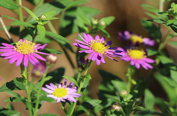 Aster ‘Ezo Murasaki’ – nádherná fialová trvalka pre neskoré leto a jeseň